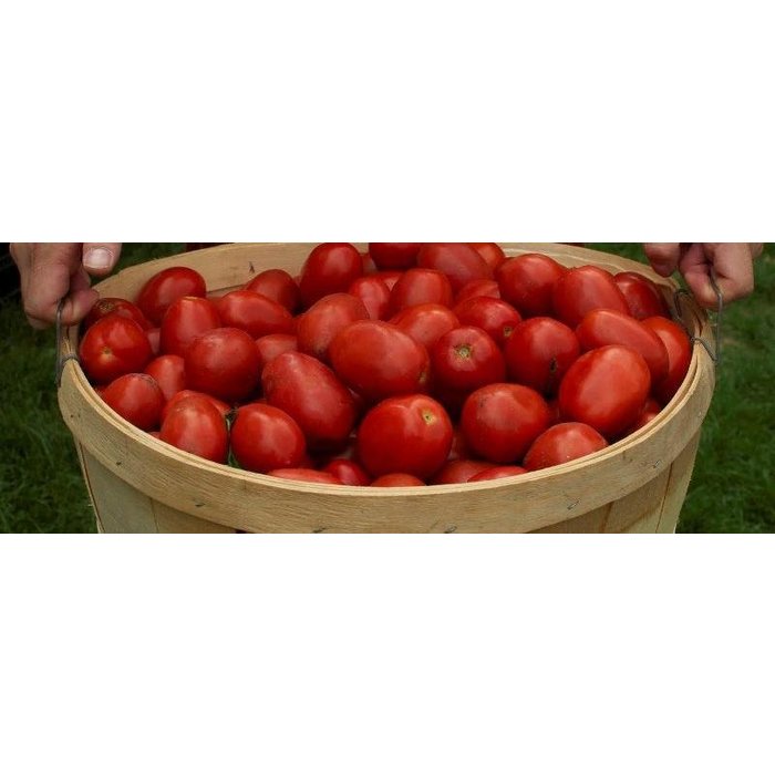 Tomate italienne Amish Paste - Bio (35 semences)
