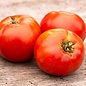 Tomate standard Plourde bio (35 semences)