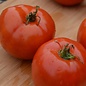 Tomate standard Manitoba bio (35 semences)