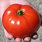 Tomate standard Siletz bio (35 semences)