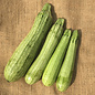 Courgette Genovese - bio 20 semences (Cucurbita pepo)