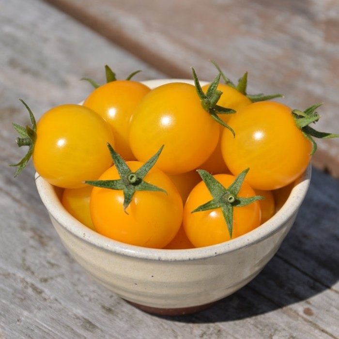 Tomate cerise Gold Nugget - Bio (35 semences)