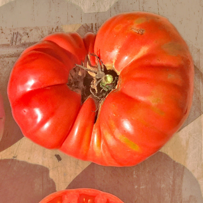 Tomate beefsteak Meme de beauce - Bio (35 semences)