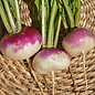 Navet blanc à collet violet - Bio (800 semences)