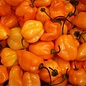 Piment habanero Orange bio (25 semences)