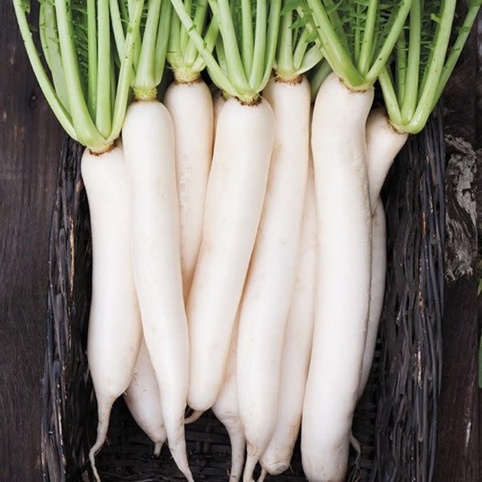 Radis daikon - bio 150 semences (raphanus stivus var. longipinnatus)