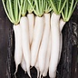 Radis daikon - bio 150 semences (raphanus stivus var. longipinnatus)