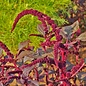 Amarante Hopi Red Dye - Bio (400 semences)