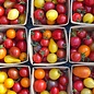 Tomate en mélange petits fruits - Bio (40 semences)