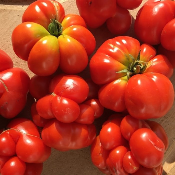 Tomates standard Voyageuse bio (35 semences)