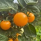 Tomate cerise Orange Hat bio  (25 semences)