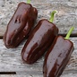 Poivron chocolat - Bio (30 semences)