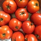 Tomate standard Czech's Bush bio (35 semences)