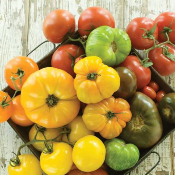 Tomate en mélange gros fruits - Bio (40 semences)