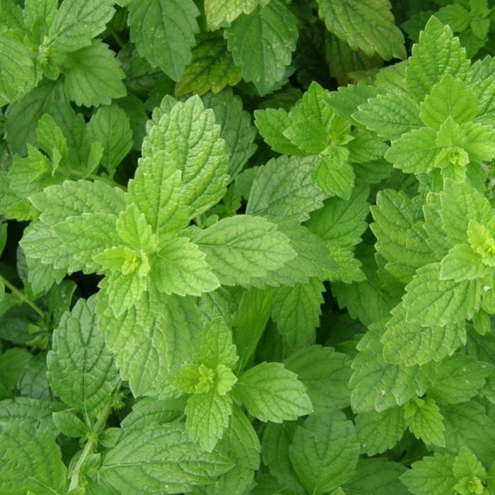 Melisse officinale - Bio (200 semences)