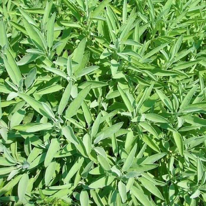 Sauge Officinale - Bio (60 semences)