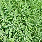 Sauge Officinale - Bio (60 semences)