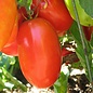 Tomate italienne Aunt Mary's Paste bio (35 semences)