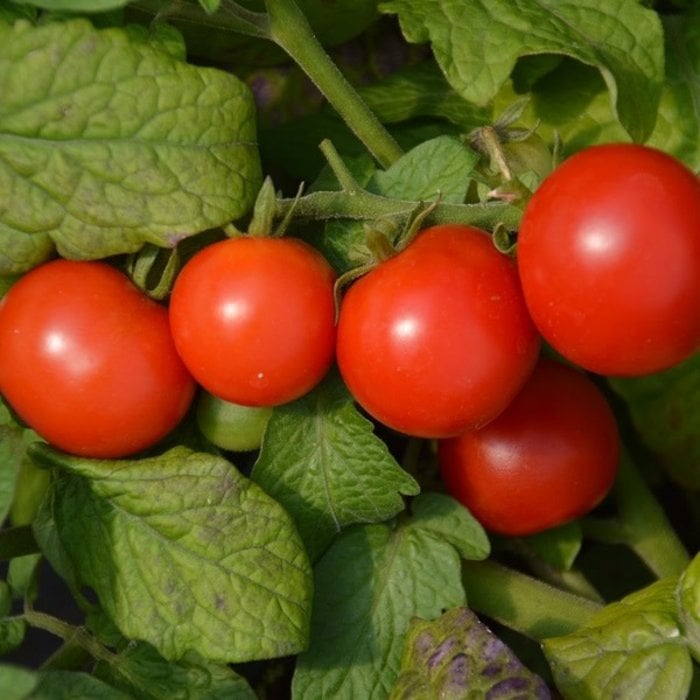 Tomate tiny tim