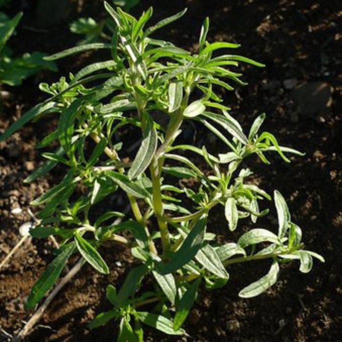 Sariette ancienne d'Acadie - Bio - Satureja hortensis (50 semences)