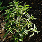 Sariette ancienne d'Acadie - Bio - Satureja hortensis (50 semences)