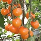 Tomate cerise Sungold - Bio (35 semences) - Solanum lycopersicum var. cerasiforme