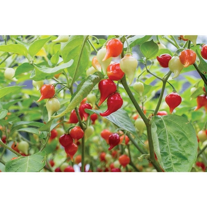 Piment Iracema biquinho - bio - 20 semences