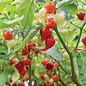 Piment Iracema biquinho - bio - 20 semences