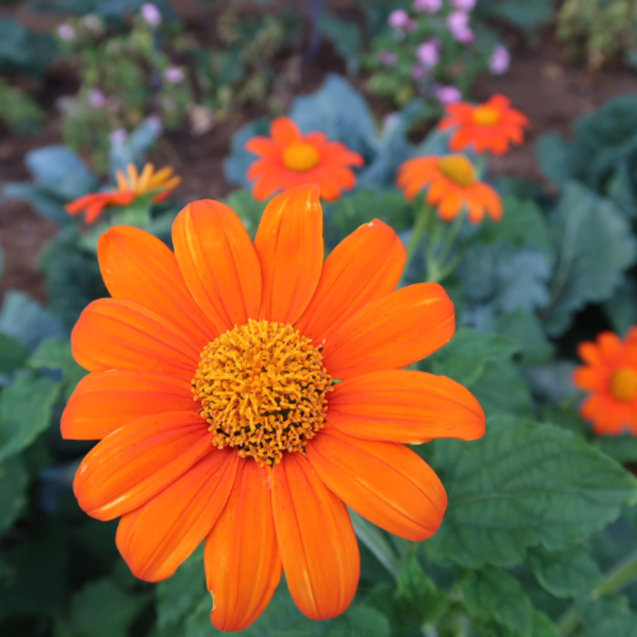 Tithonia mexicain bio, 40 semences