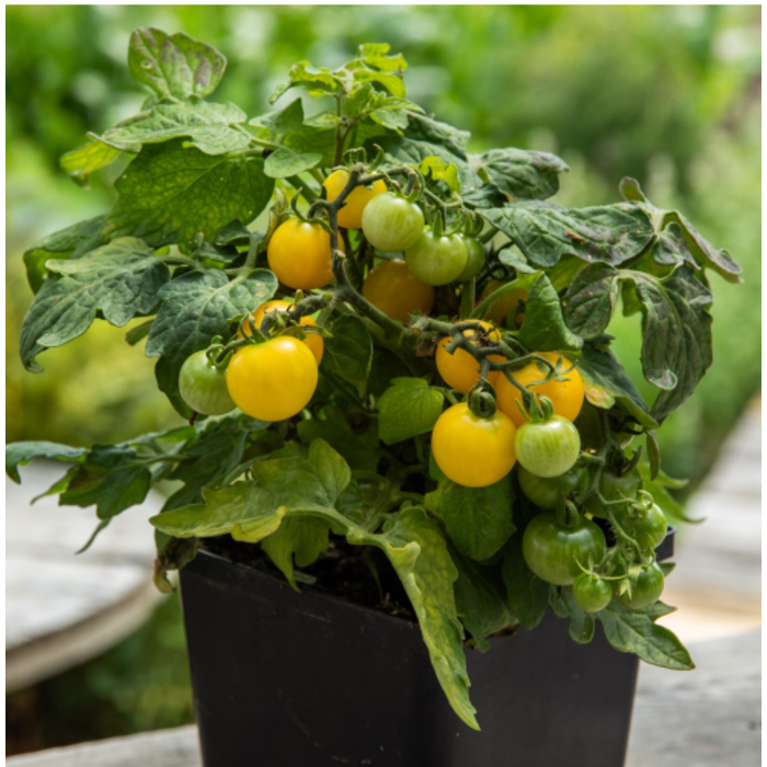 Tomate cerise Yellow Canary - Bio (20 semences)