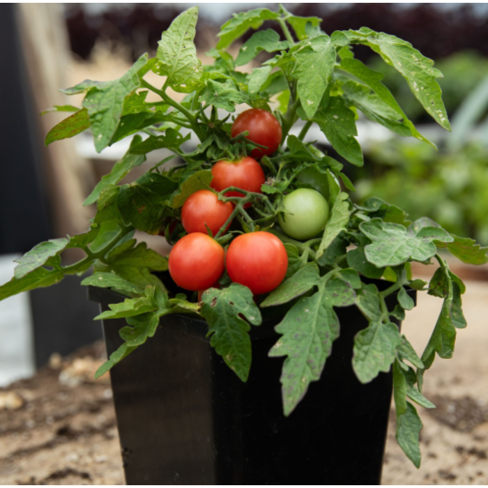 Tomate cerise Rosy Finch - Bio (20 semences)