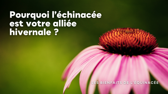 Les bienfaits de l'échinacée, un trésor pour améliorer le système immunitaire 