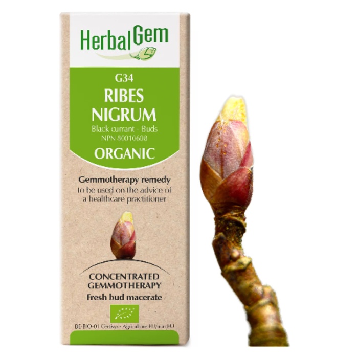 G34 Ribes Nigrum (Cassis) -