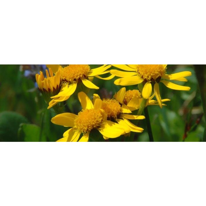 Arnica Americana - bio - 50 semences