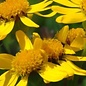 Arnica Americana - bio - 50 semences
