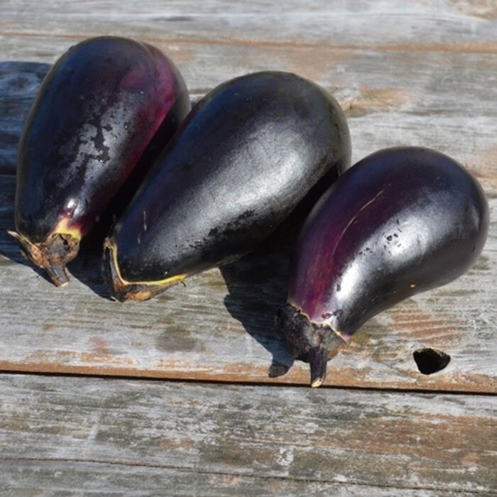 Aubergine Black - Bio (30 semences)