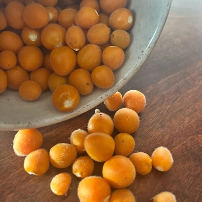 Tamarillo nain - Bio (40 semences)