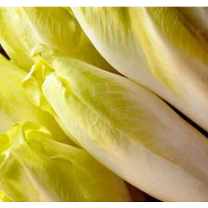 Chicorée Endive de Bruxelles - Bio (200 semences)