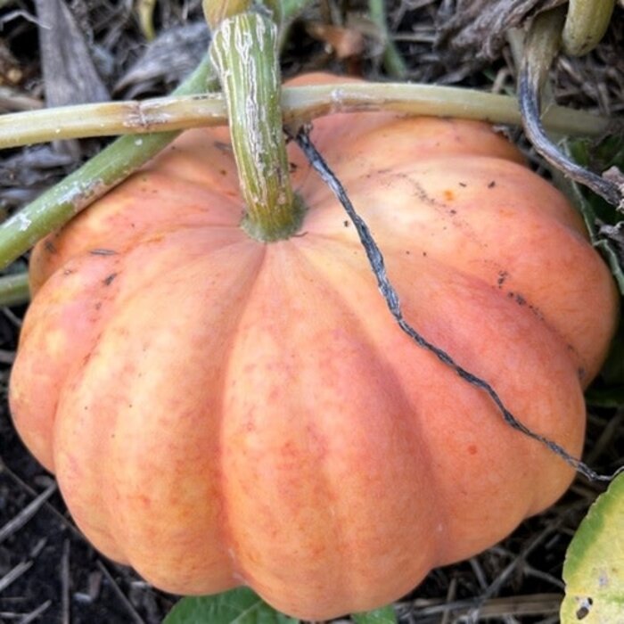 Citrouille Moranga - Bio (20 semences)