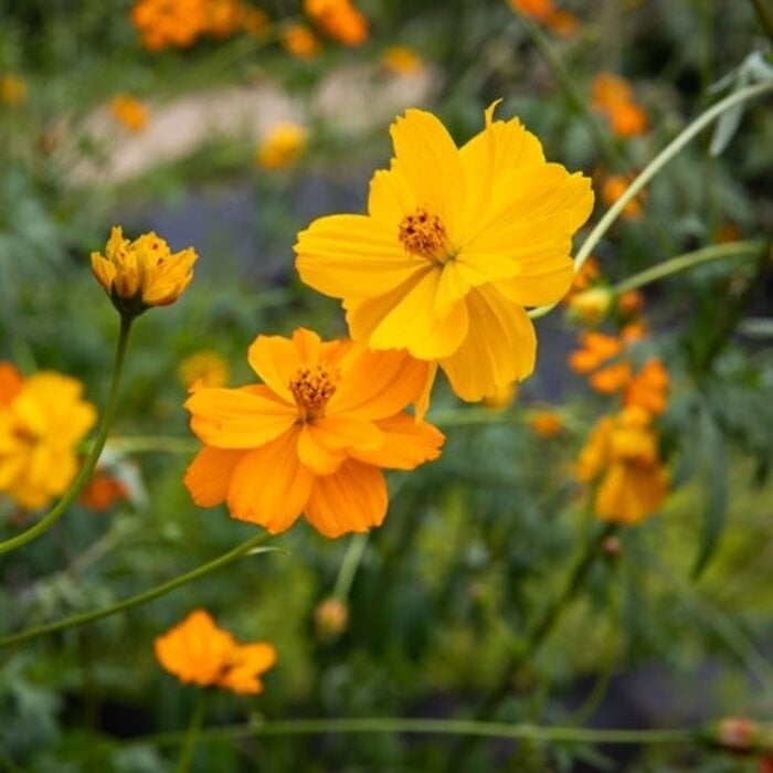 Cosmos Bright Ligjhts bio (50 semences)