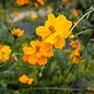 Cosmos Bright Ligjhts bio (50 semences)
