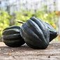 Courge Poivrée Tuffy bio (20 semences)