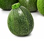 Courgette Ronde de Nice - Bio (25 semences)