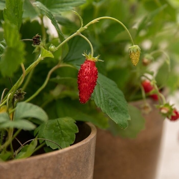 Fraisier Alpin rouge - Bio (40 semences)