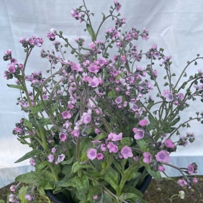 Myosotis chinois rose - Bio (75 semences)