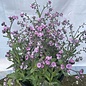 Myosotis chinois rose - Bio (75 semences)