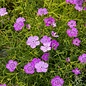 Oeillet Siberian Blues bio (60 semences)