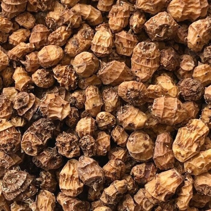 Souchet comestible - Bio (15 semences)