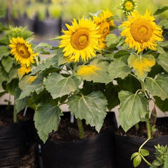 Tournesol nain Eclipse - Bio (30 semences)