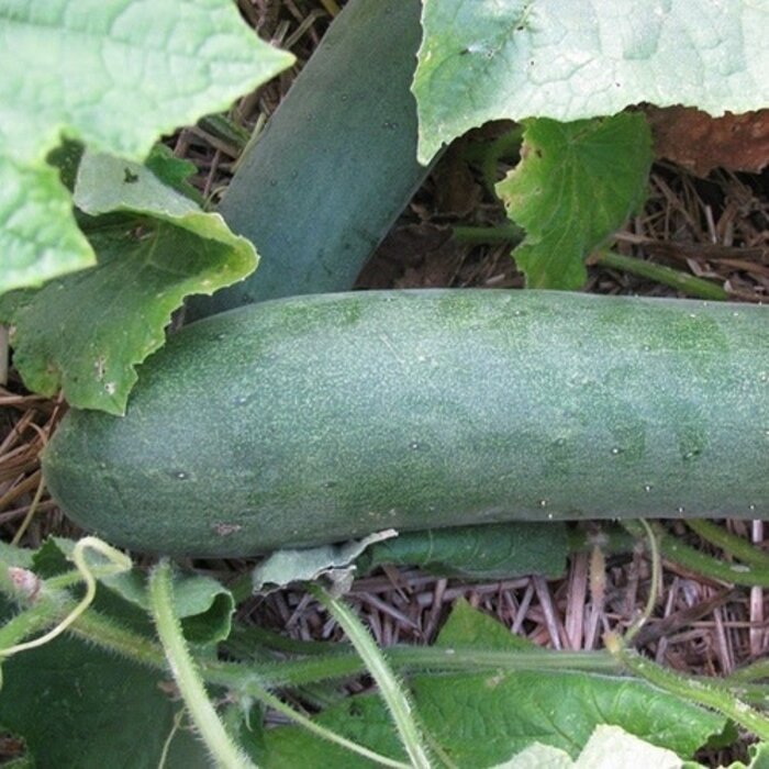 Concombre Tante Alice - Bio - Cucumis sativus  - 20 semences